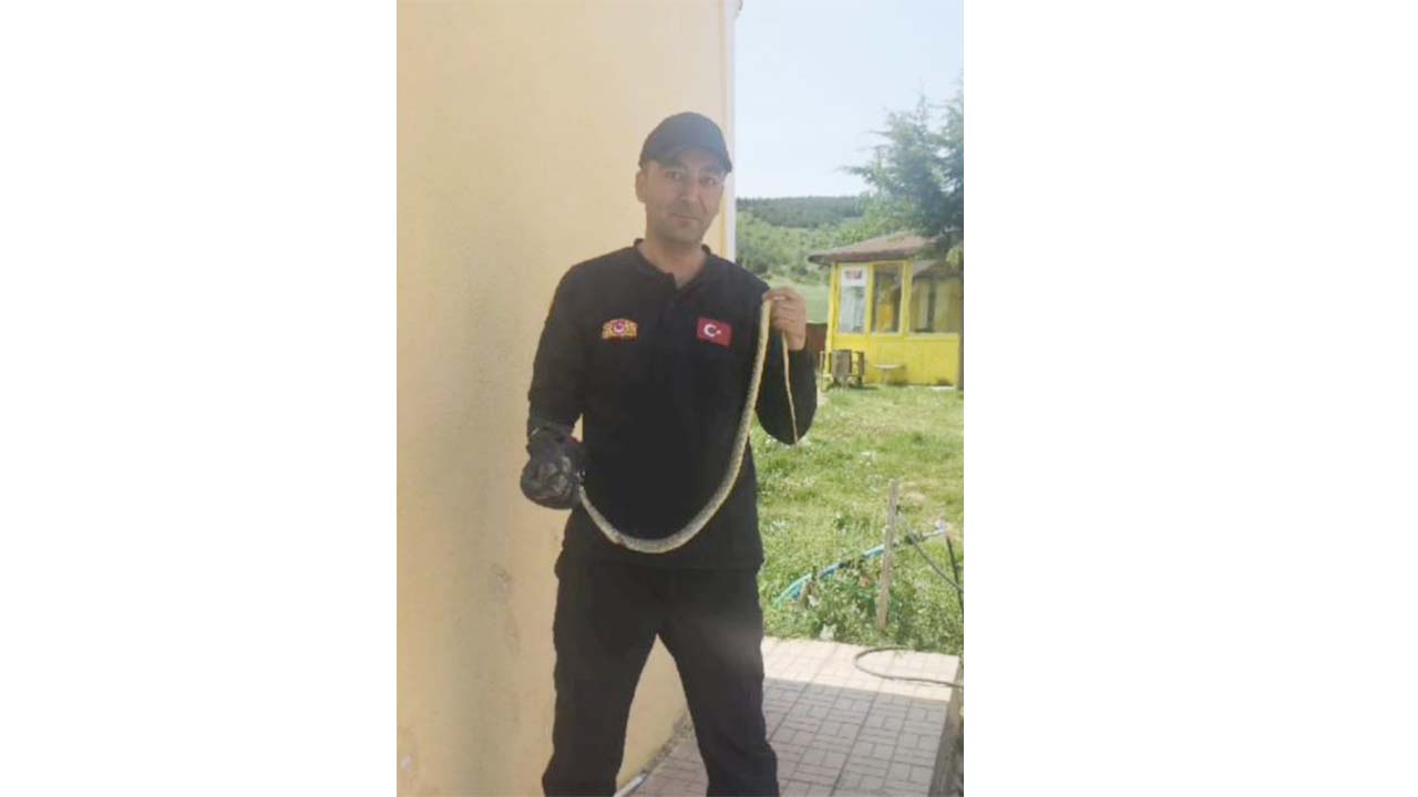 Yılan Yozgat (4)