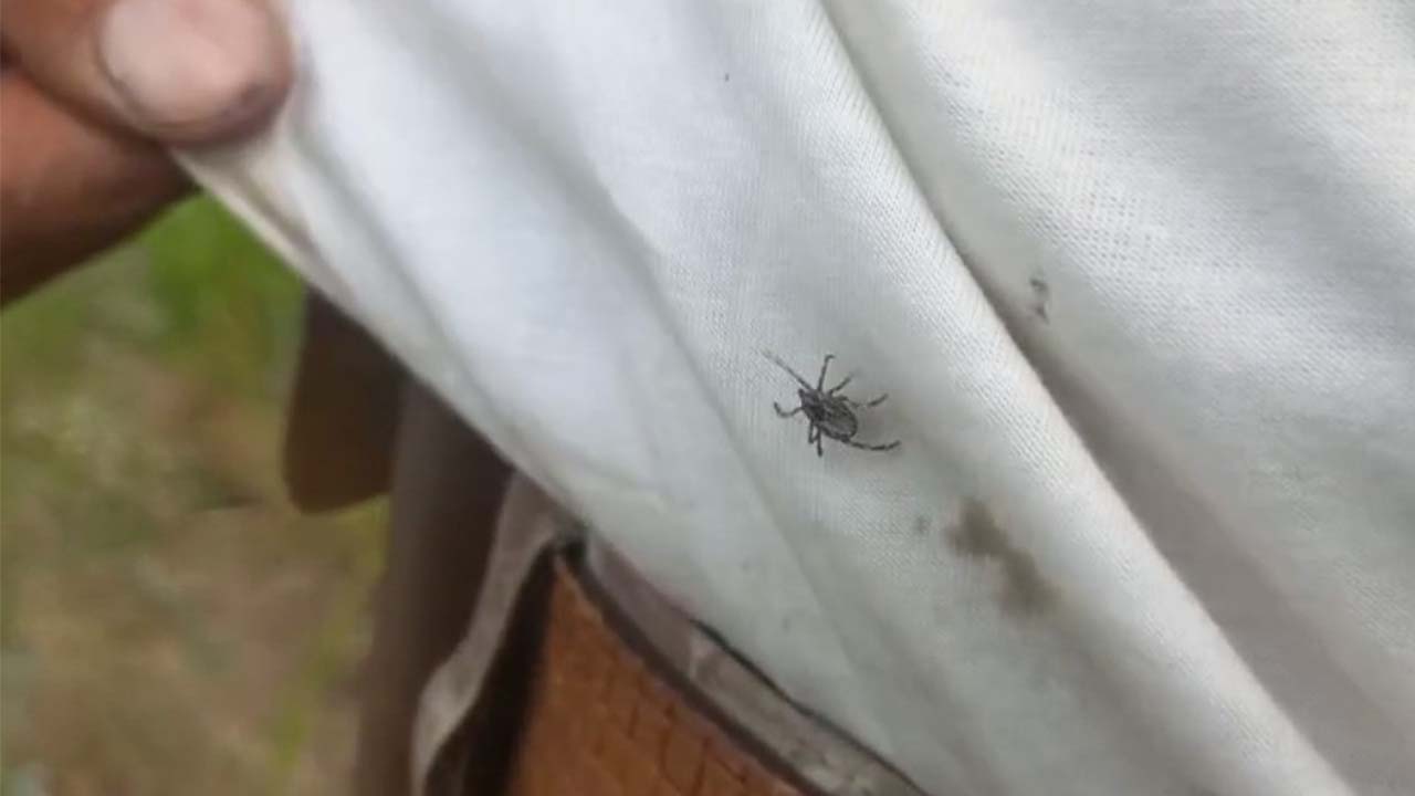 Yozgat Kene Besiciler (5)