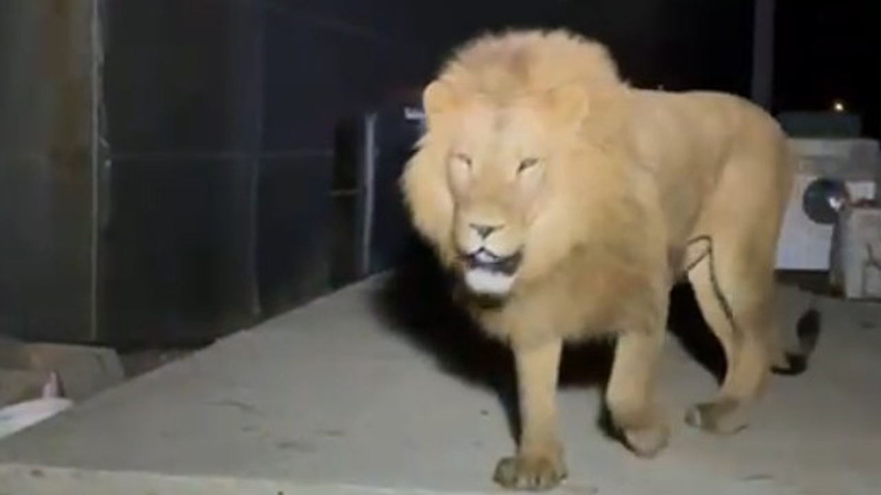 Aslan (1)
