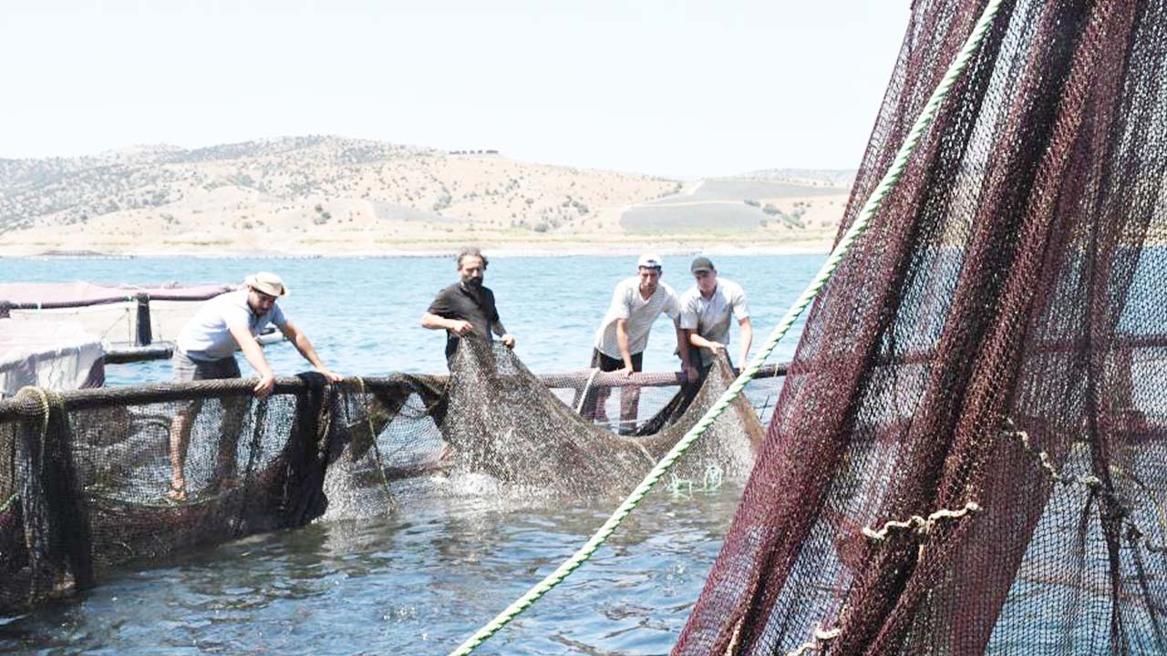 Çekerek Balık Üretim (2)