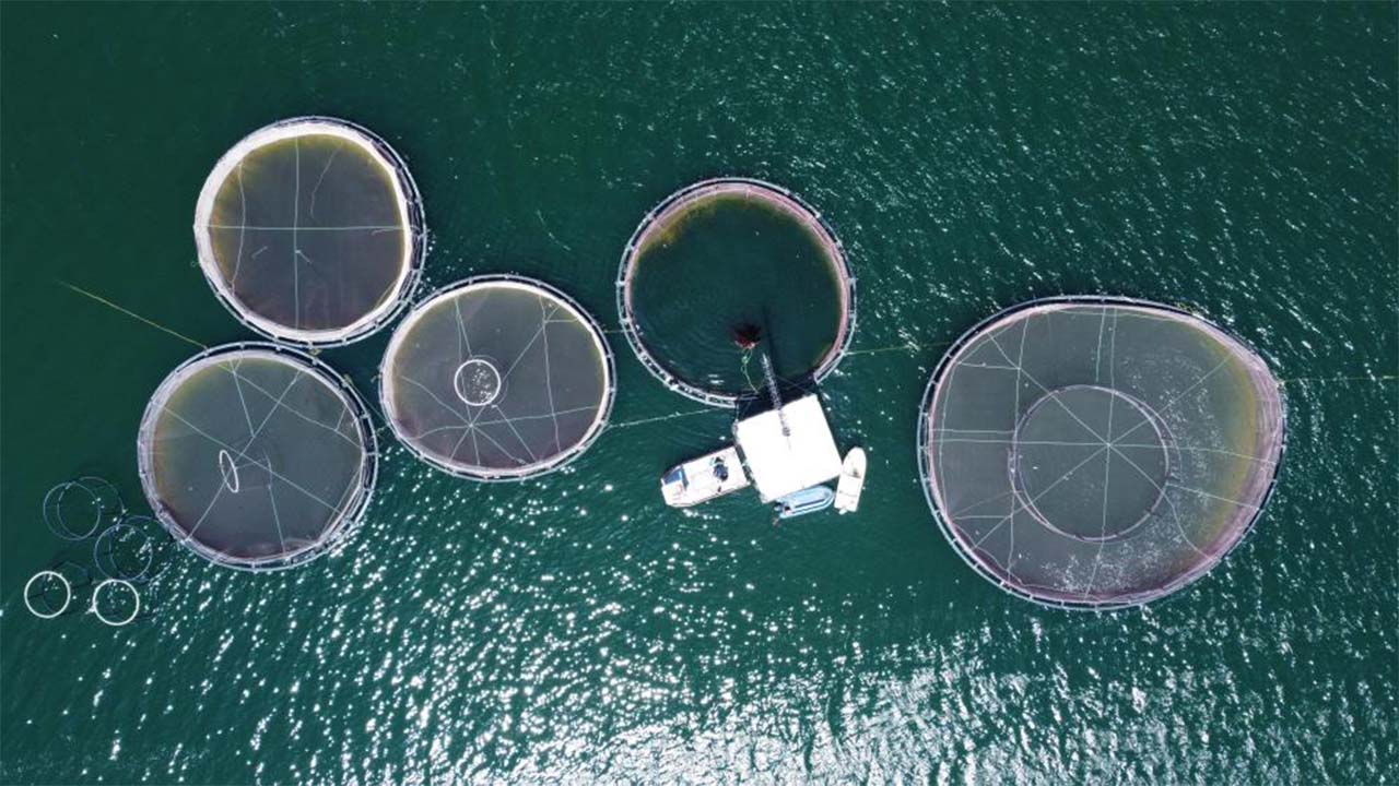 Çekerek Balık Üretim (3)