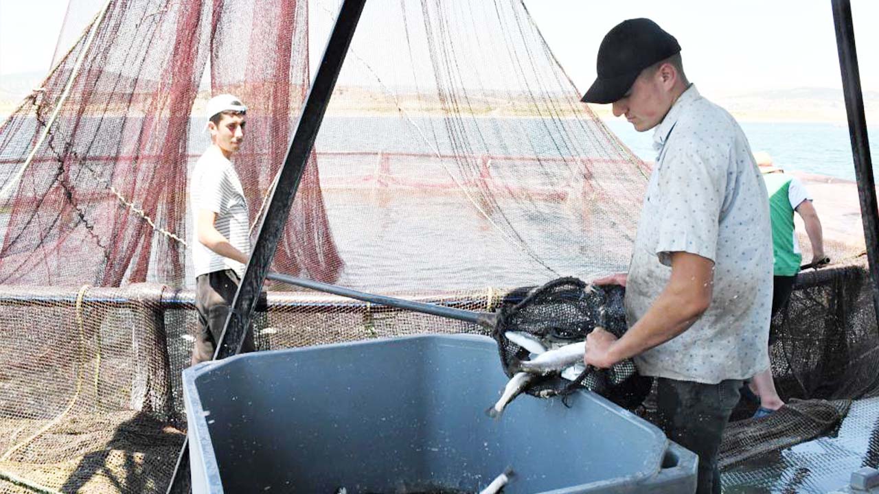 Çekerek Balık Üretim (5)