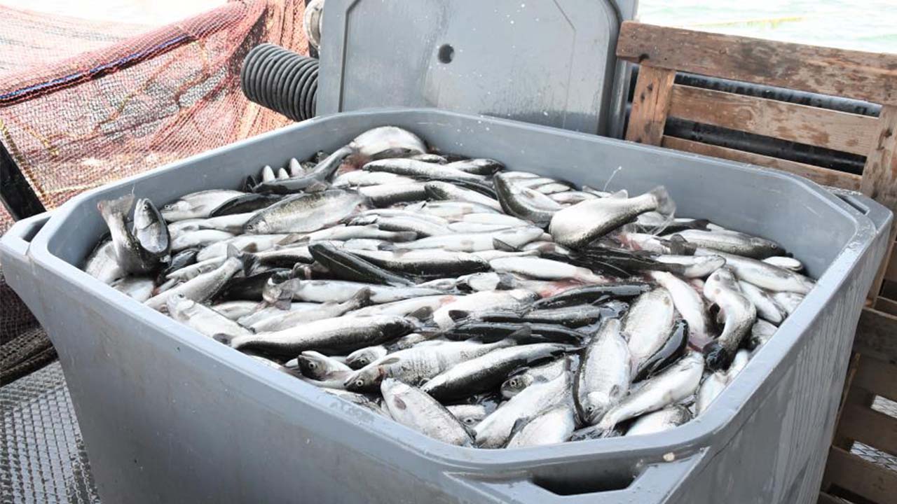 Çekerek Balık Üretim (6)