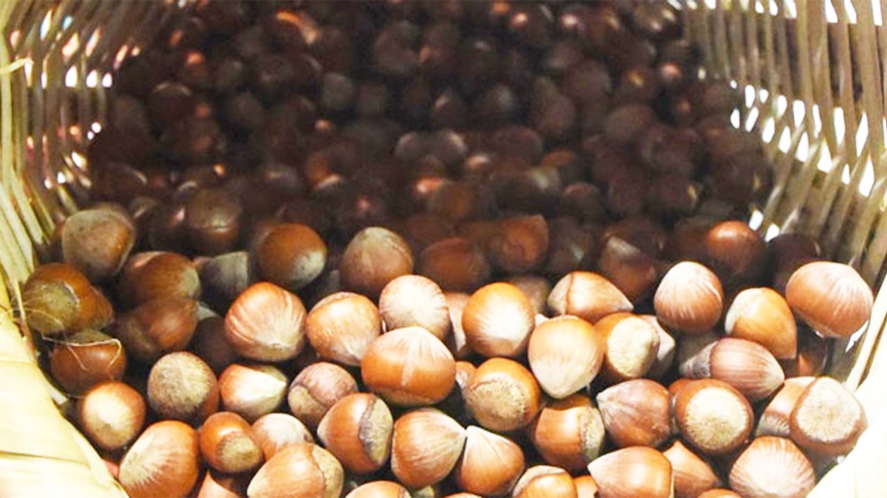 Fındık (2)