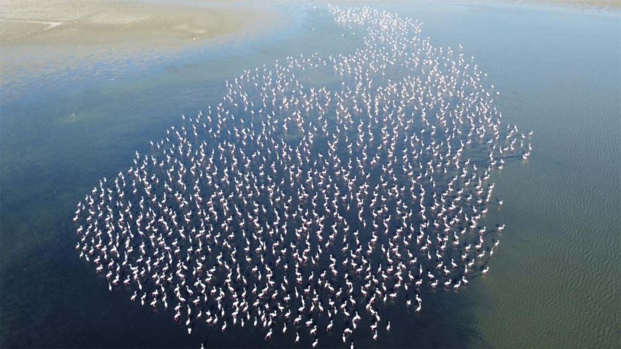 Gelingüllü Barajı Kuş (2)