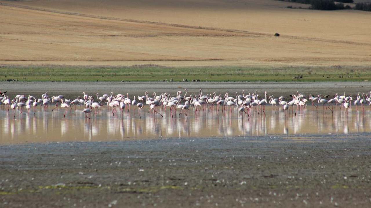 Gelingüllü Barajı Kuş (5)