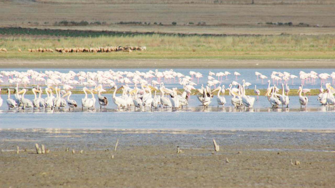 Gelingüllü Barajı Kuş (6)