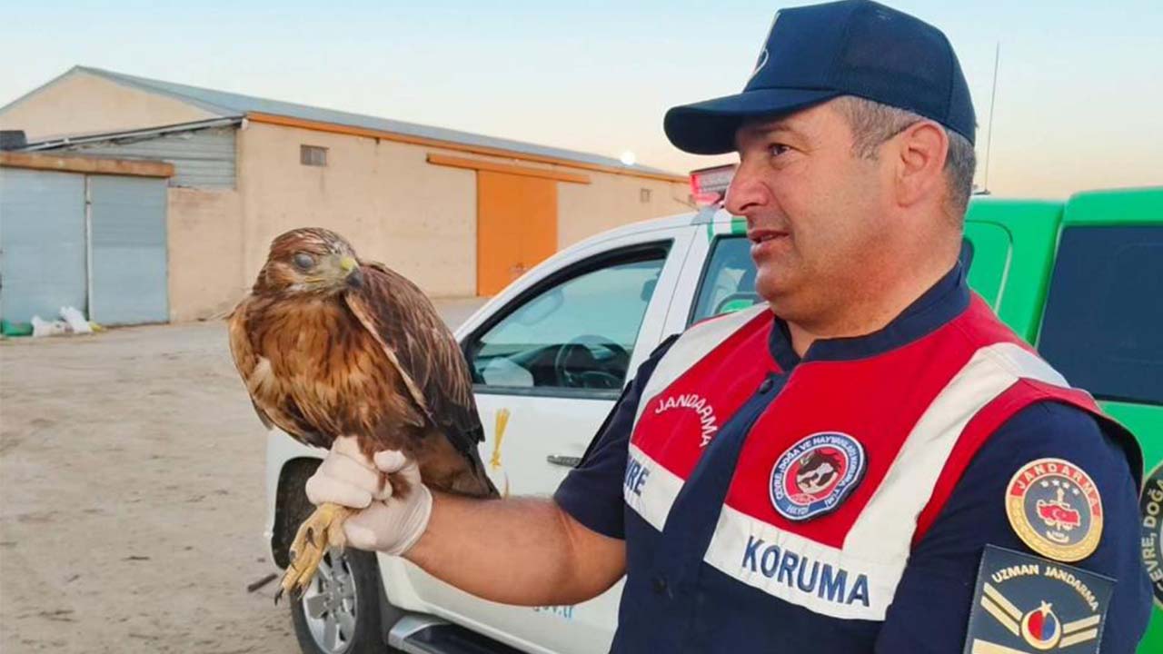 Jandarma Yaralı Kuş (1)