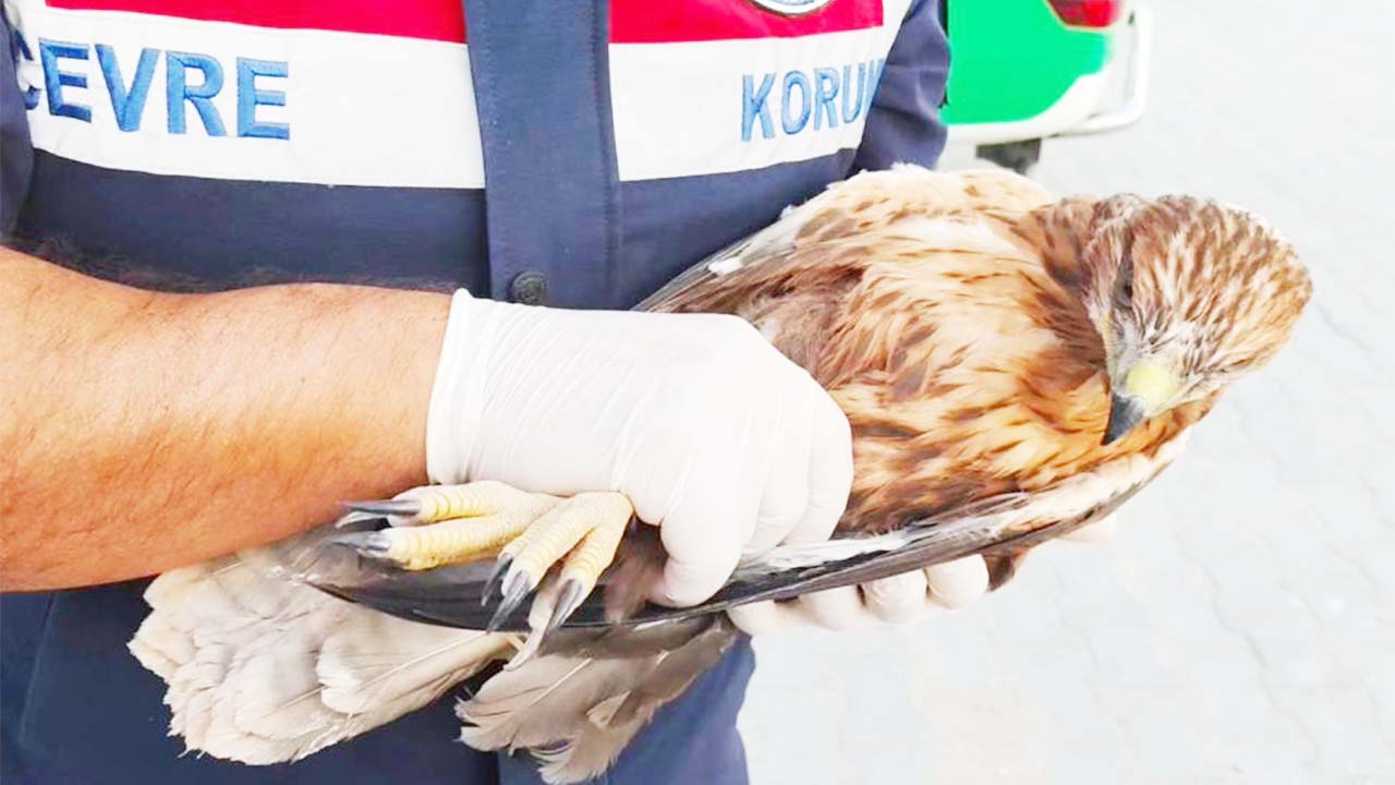 Jandarma Yaralı Kuş (2)