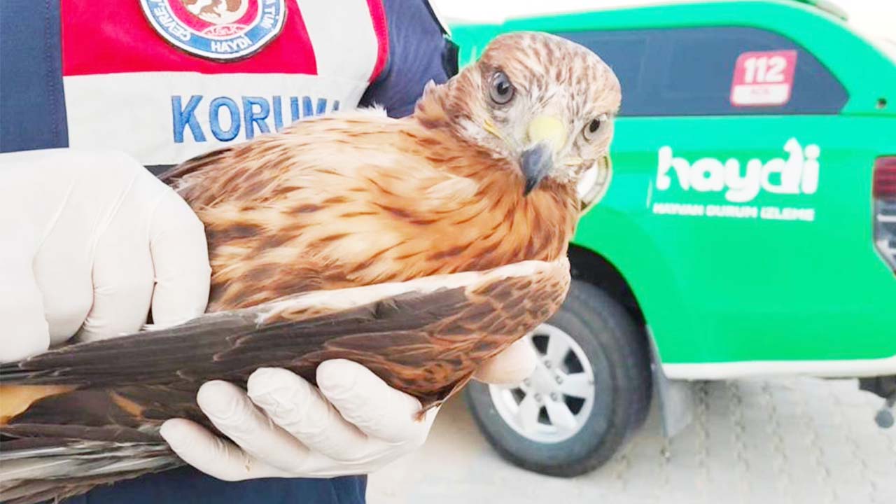 Jandarma Yaralı Kuş (3)