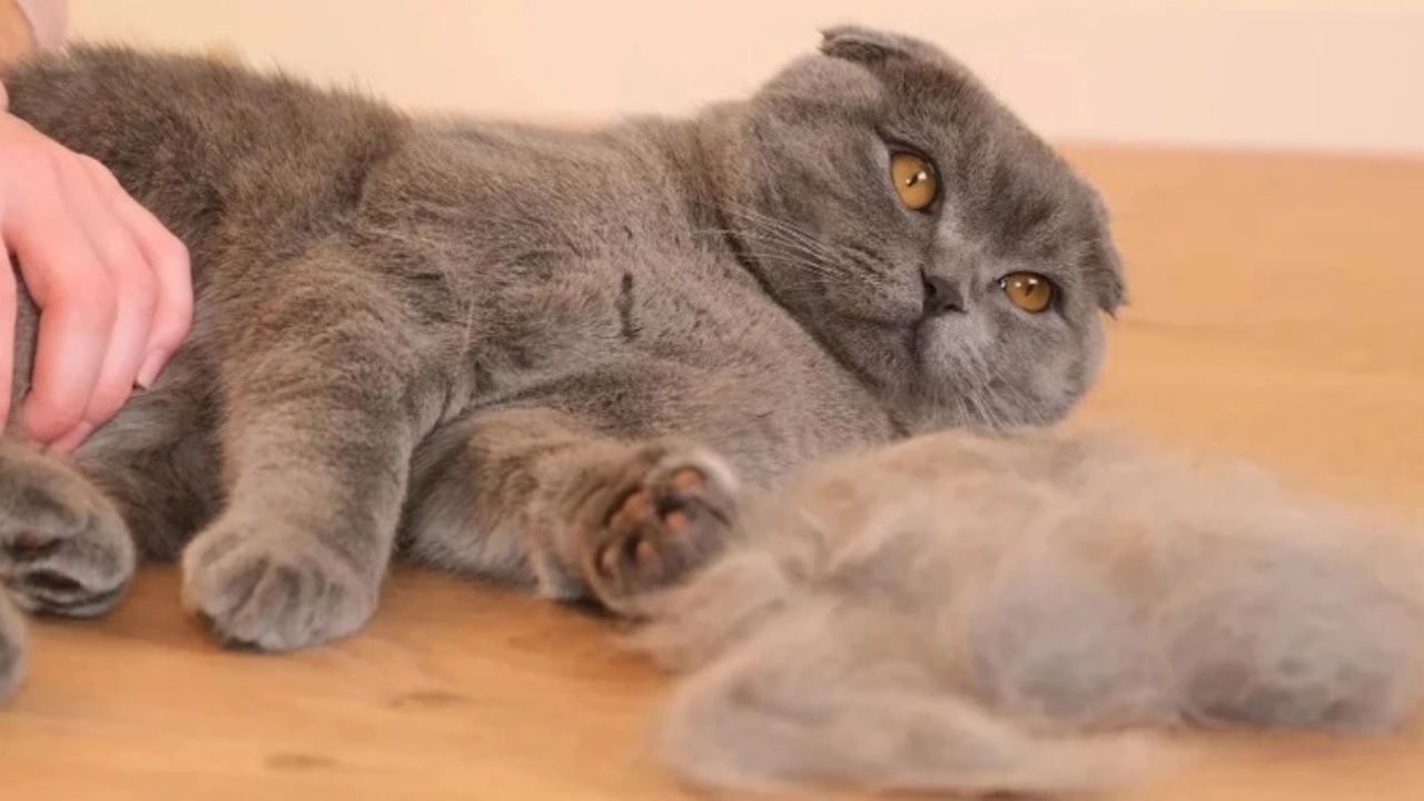 Kedi Tüyü İddiası