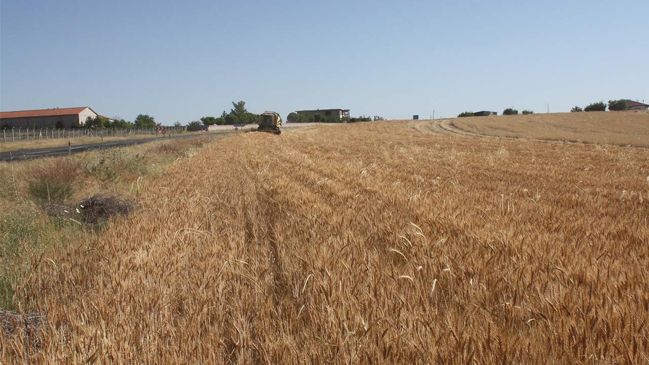 Kıraç Topraklar (1)