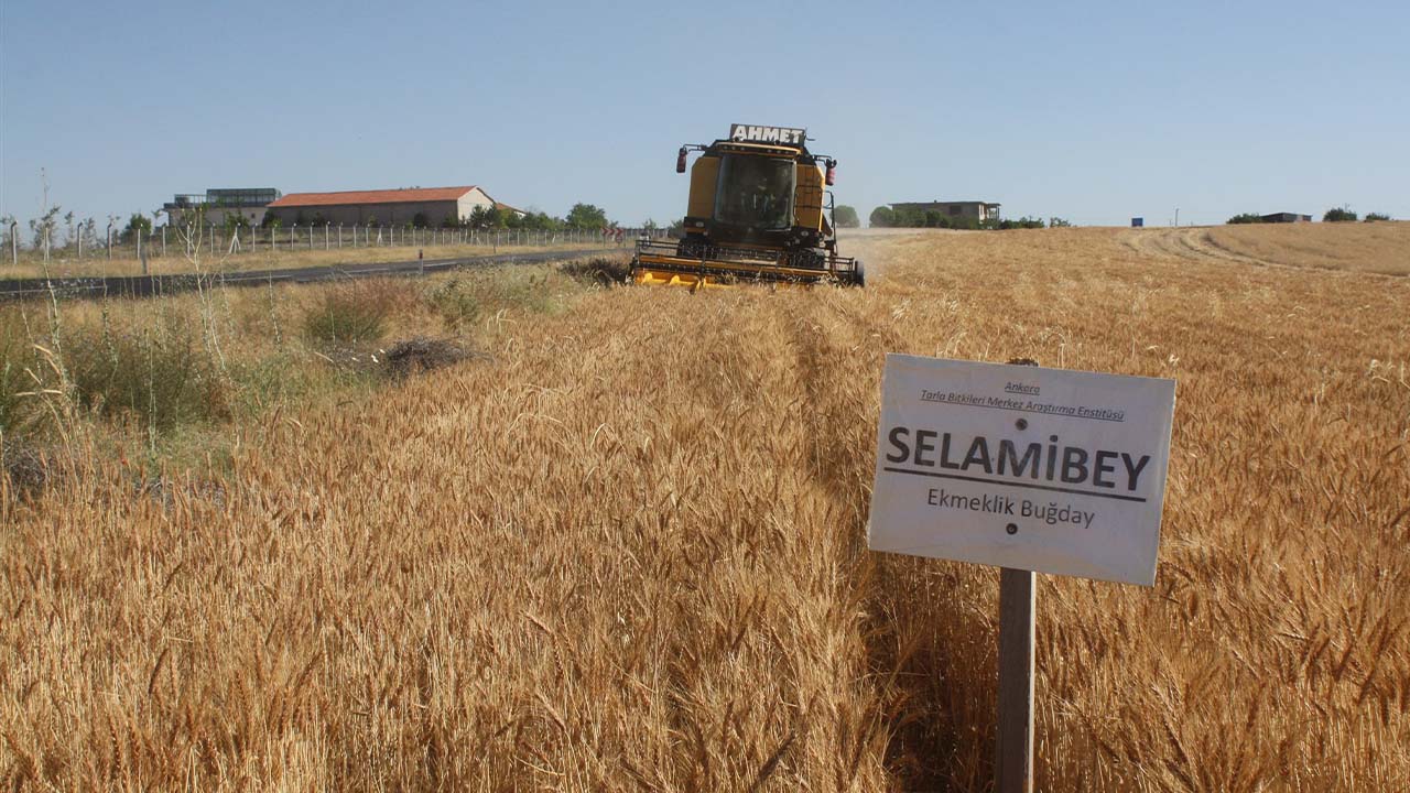 Kıraç Topraklar (3)