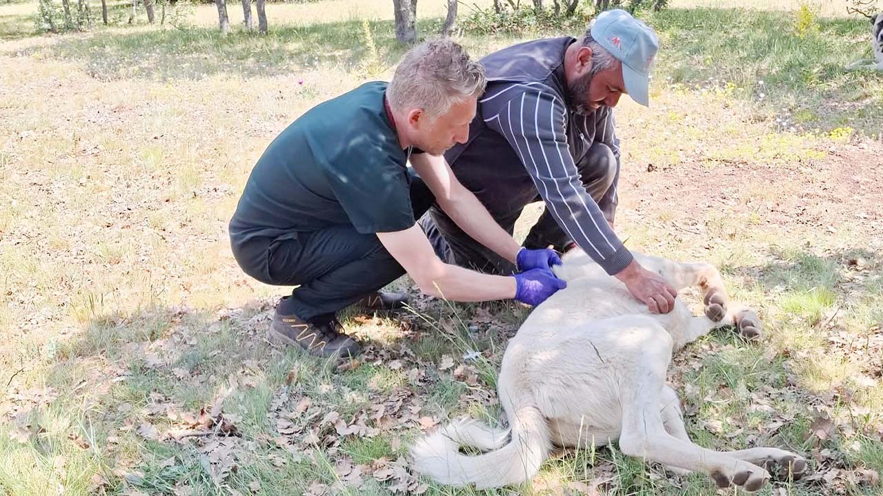 Kuduz Aşısı Valilik (2)
