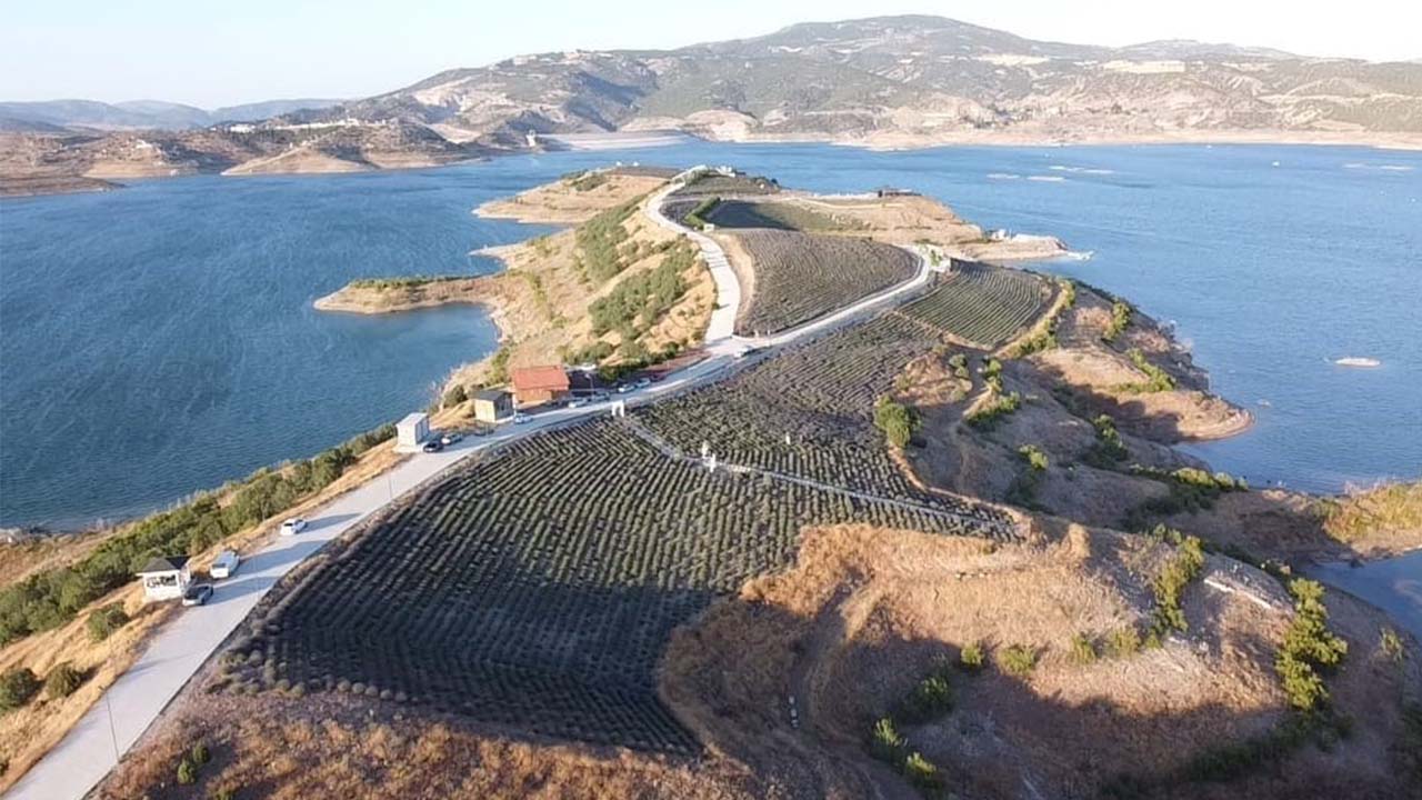 Lavanta Bahçesi (8)Düğün