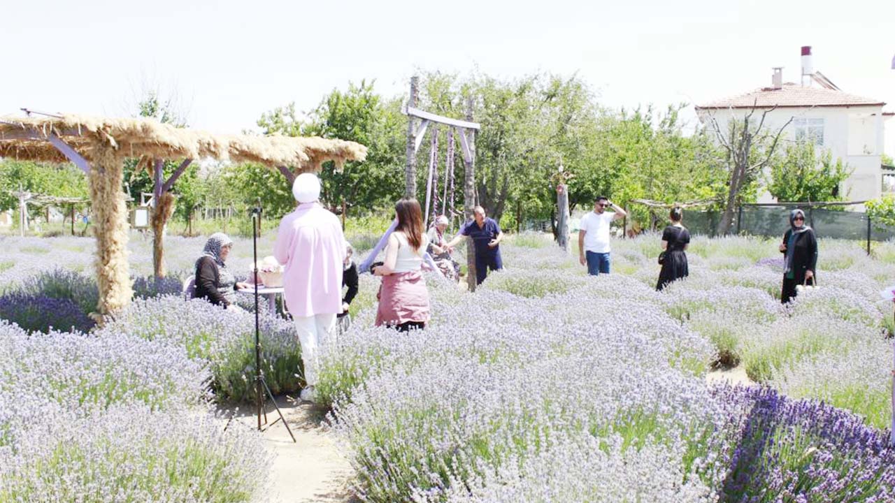 Lavanta Murat Yozgat (1)