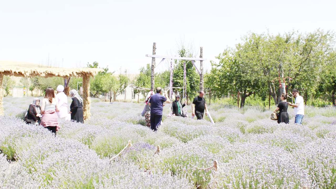 Lavanta Murat Yozgat (6)