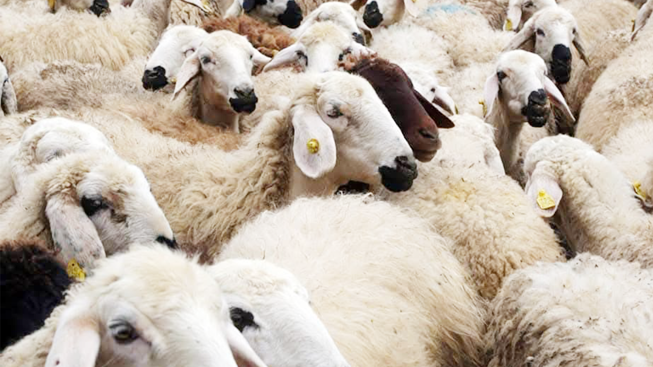 Yozgat Küçükbaş Imza (1)