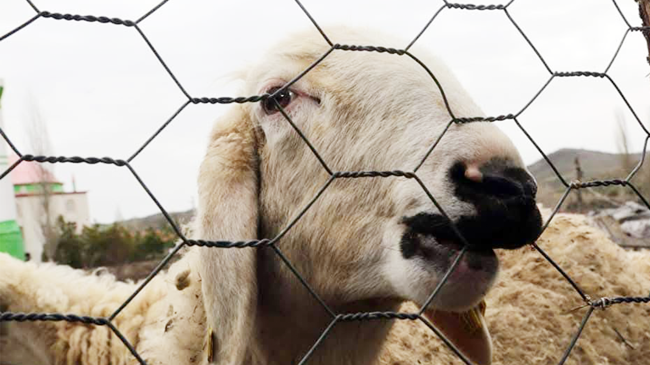 Yozgat Küçükbaş Imza (2)