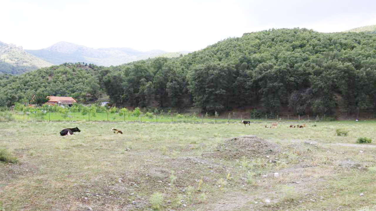 Yozgat Yayla (1)