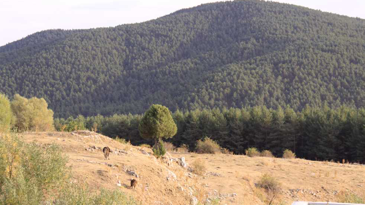 Yozgat Yayla (2)