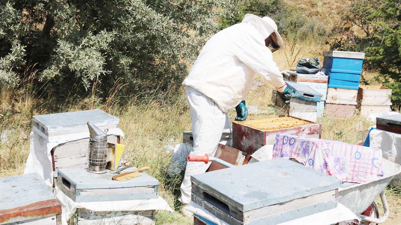 Çamlık Bal Ormanı Yeni (1)