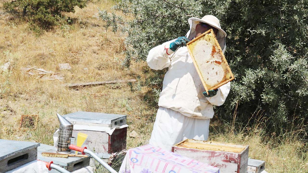 Çamlık Bal Ormanı Yeni (2)