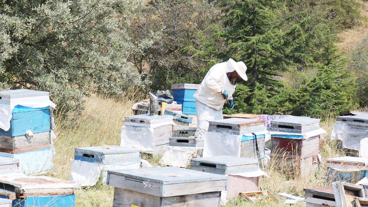 Çamlık Bal Ormanı Yeni (4)