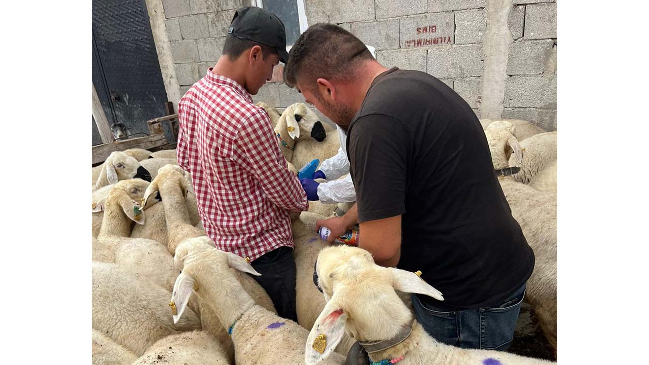 Damızlık Proje (2)