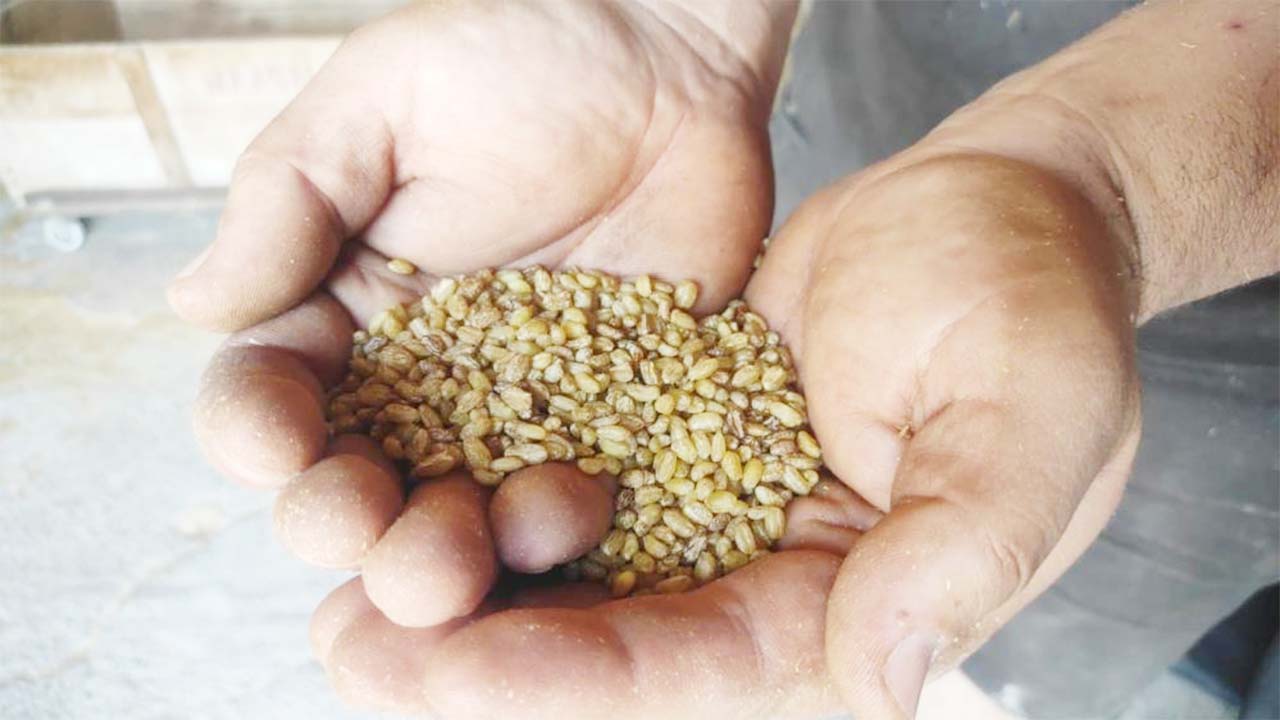 Iha Bulgur Nesil (1)