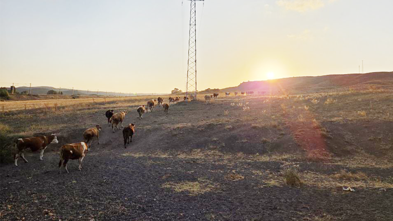 Iha Hayvan Isimler (1)