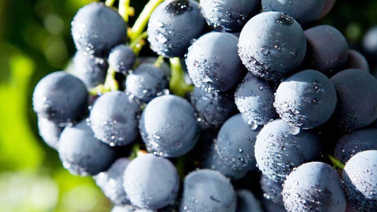 Kara Üzüm Yozgat (1)