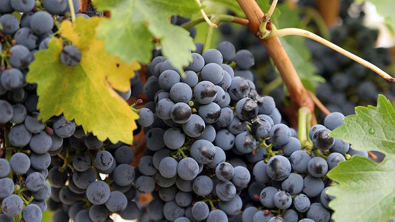 Kara Üzüm Yozgat (3)