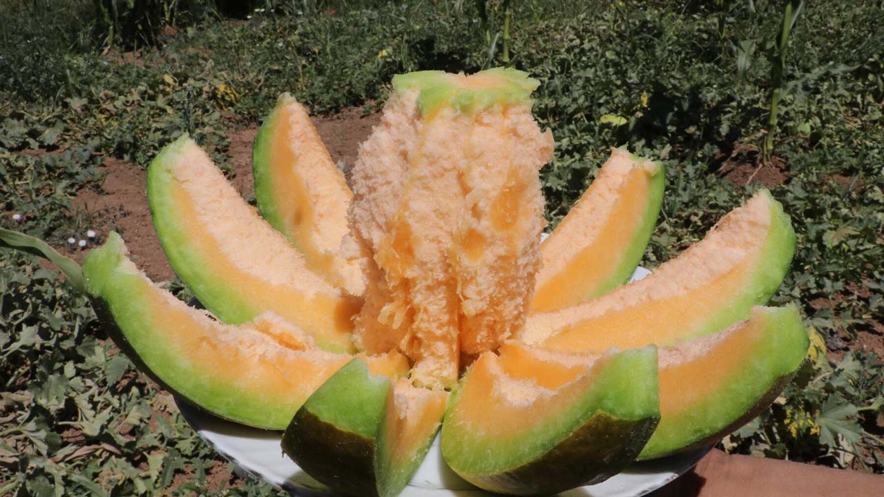 Kavun Aydıncık Yozgat (3)