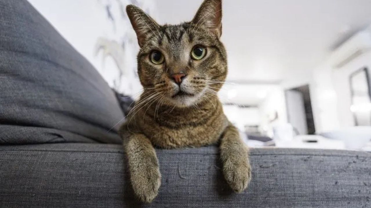 Kediler Neden Kapalı Kapılardan Rahatsız Olur