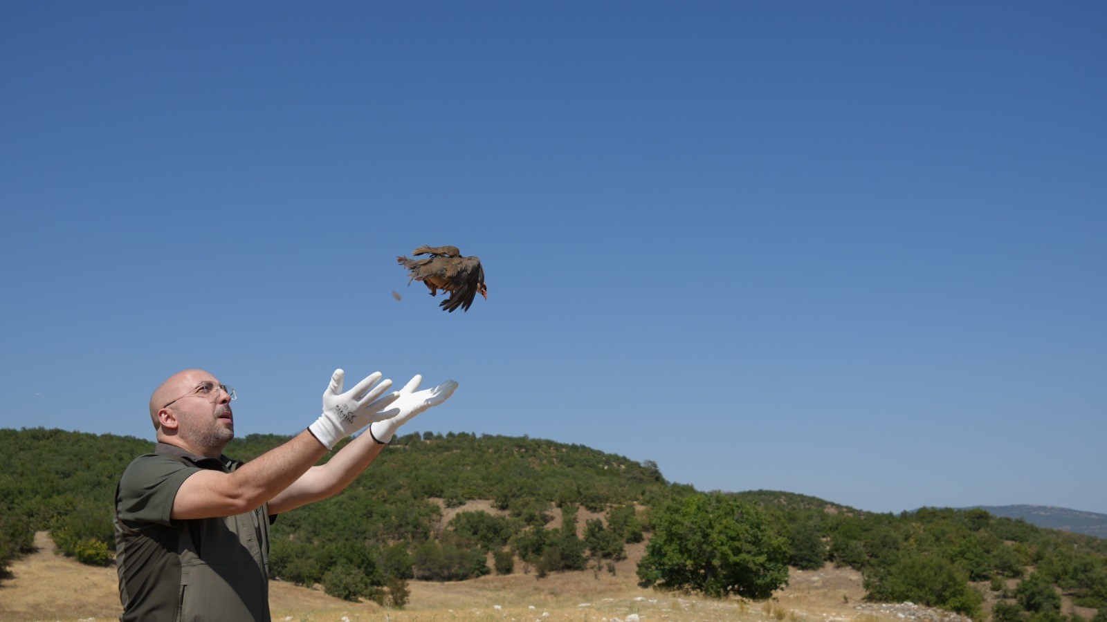 Keklikler Doğada (5)