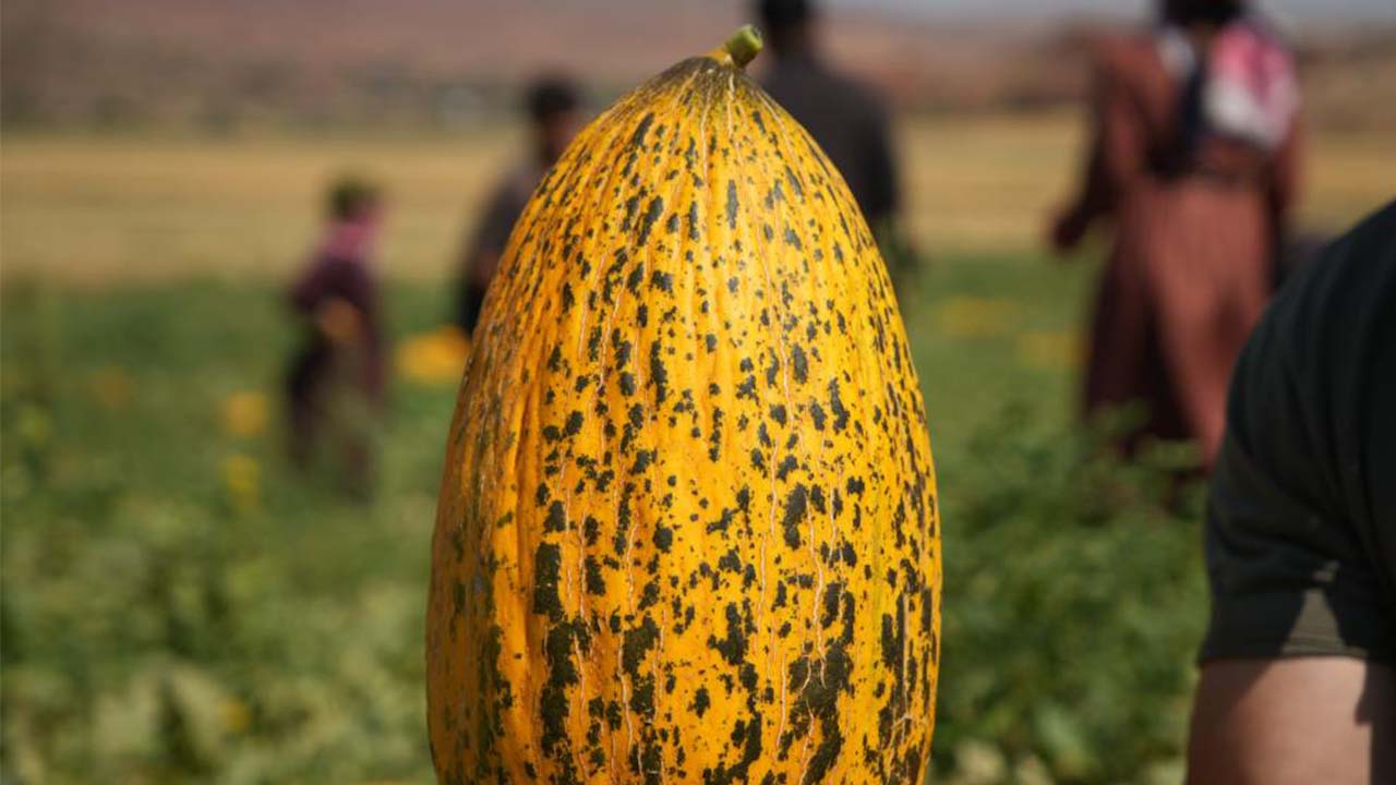 Kırıkkale Kavun (3)