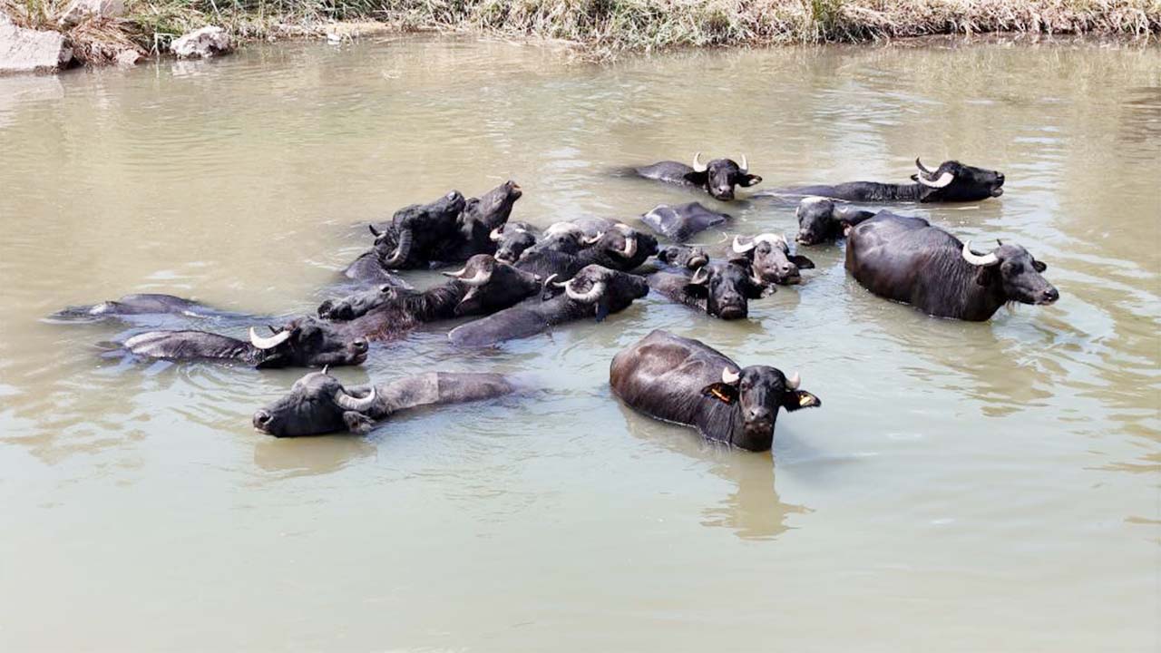 Sivas Kızılırmak (4)