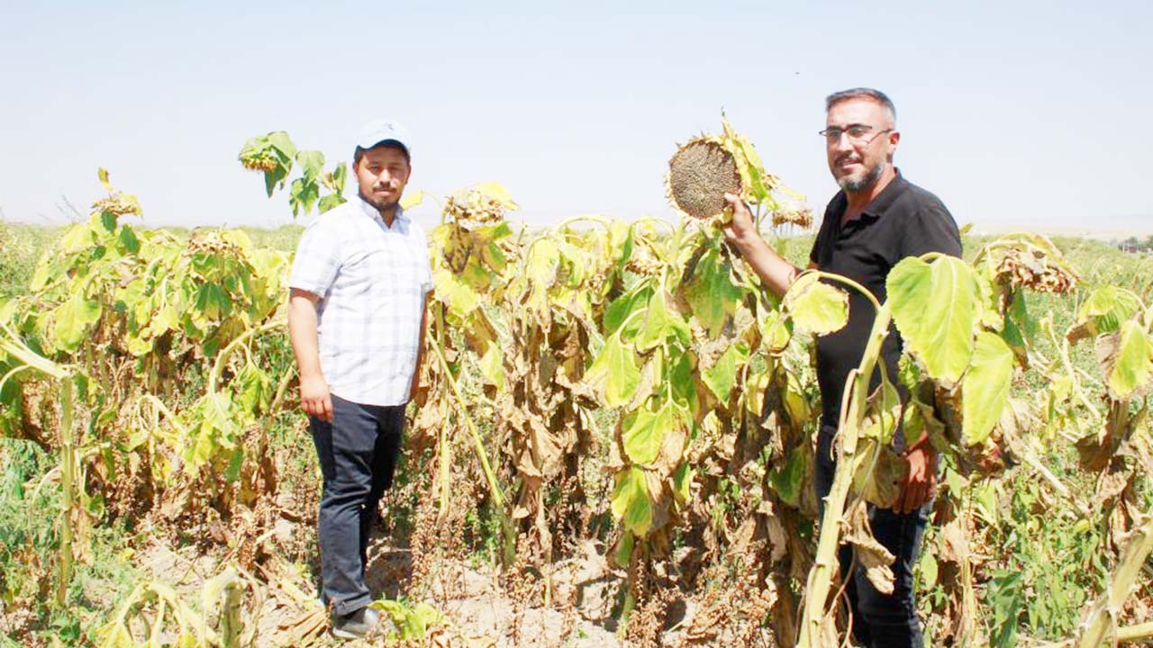 Yozgat Ay Çekirdeği Hasat (2)