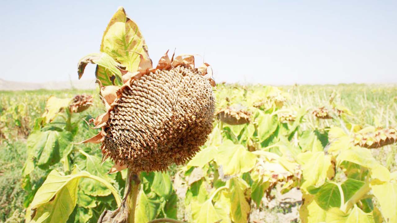 Yozgat Ay Çekirdeği Hasat (3)