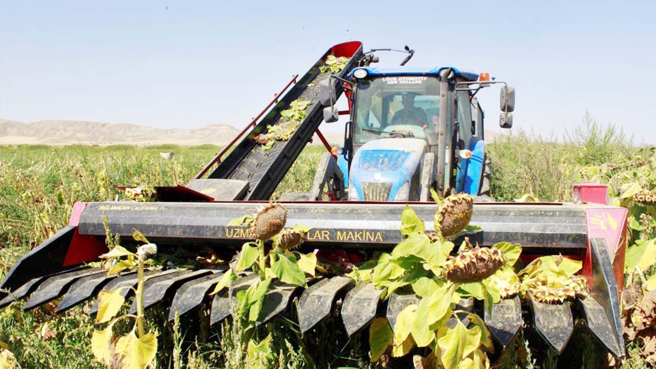 Yozgat Ay Çekirdeği Hasat (4)