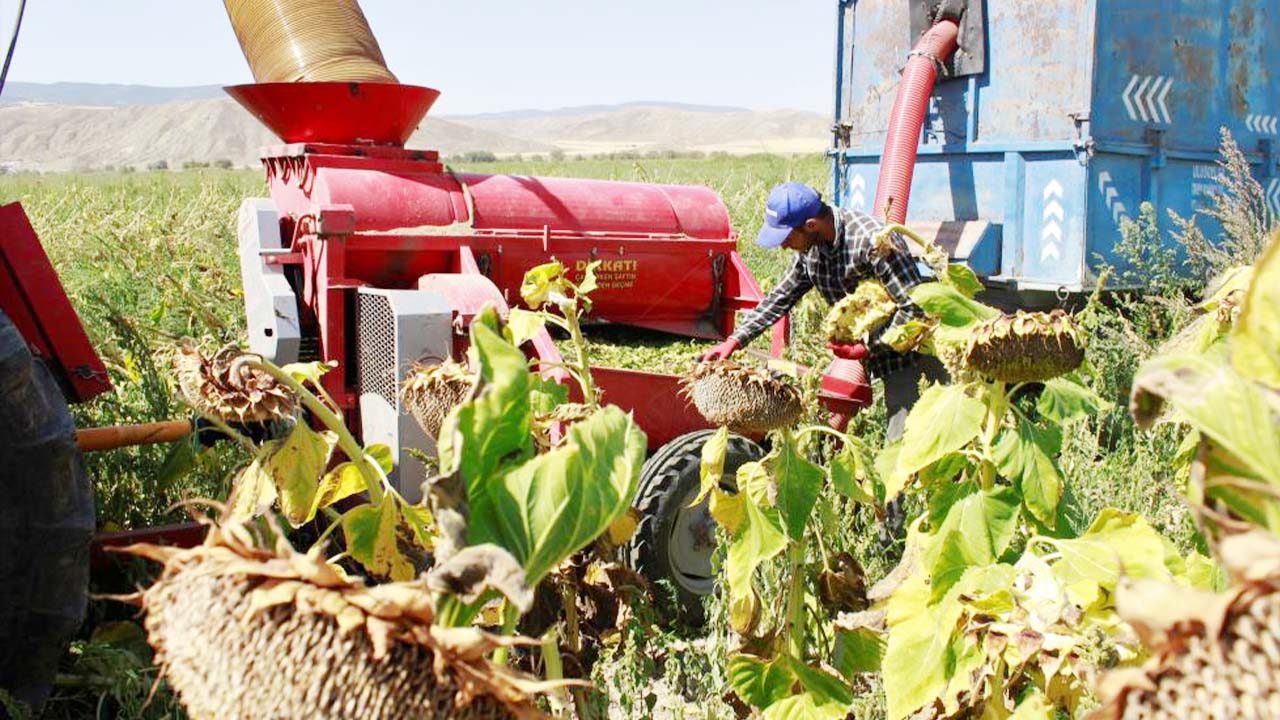 Yozgat Ay Çekirdeği Hasat (5)