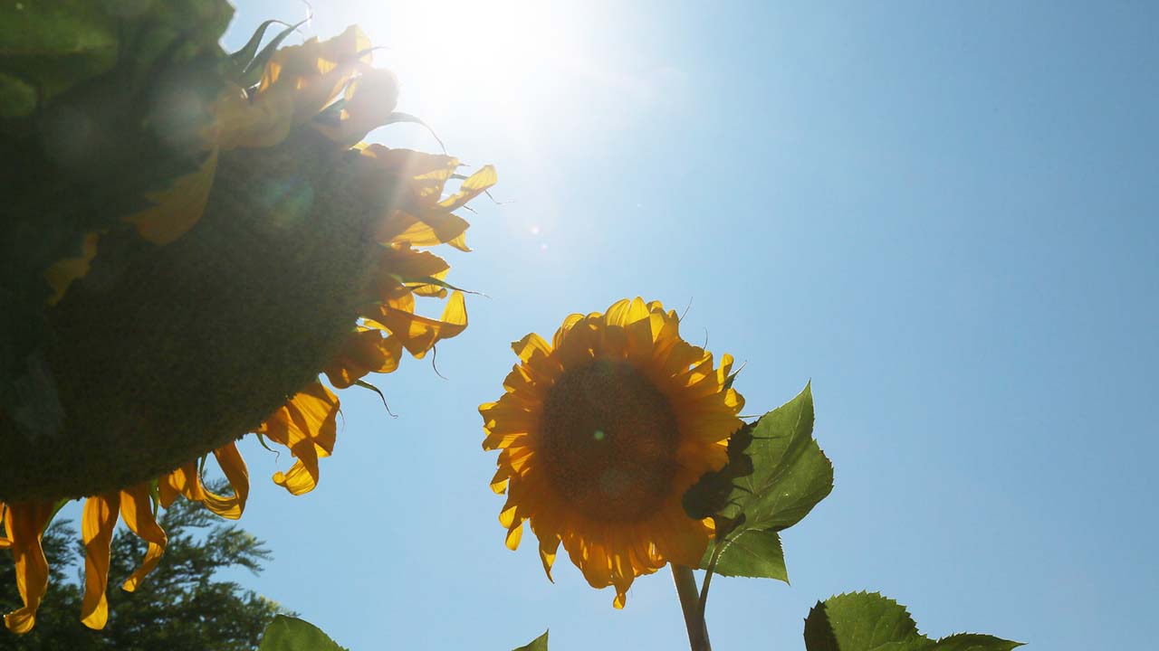 Yozgat Ayçiçek (1)