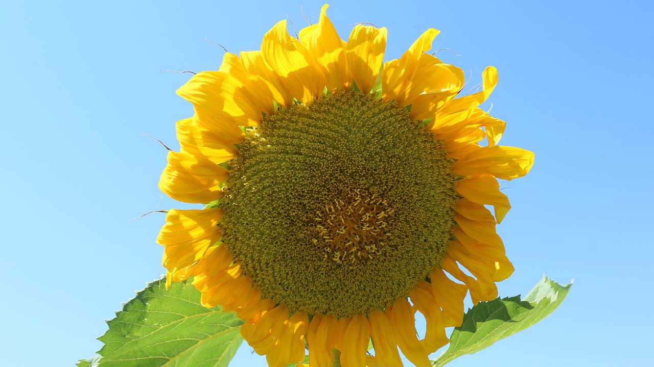 Yozgat Ayçiçek (3)