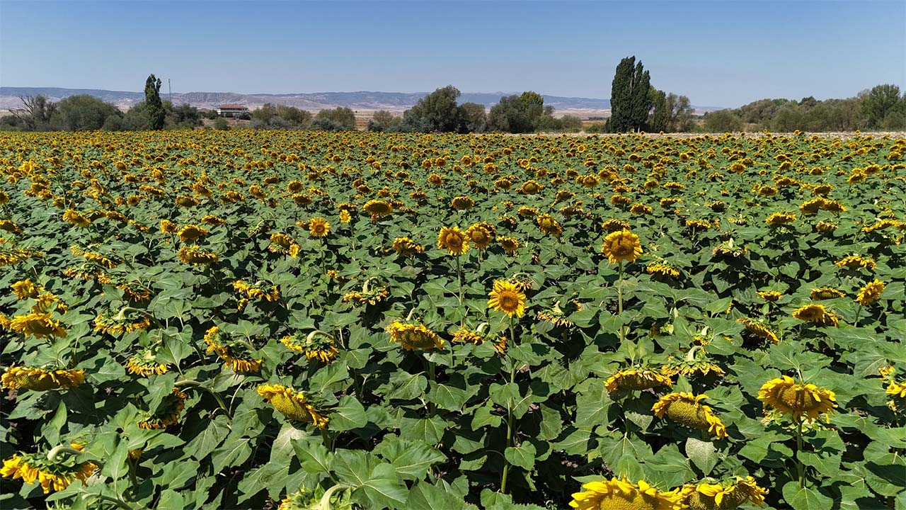 Yozgat Ayçiçek (4)
