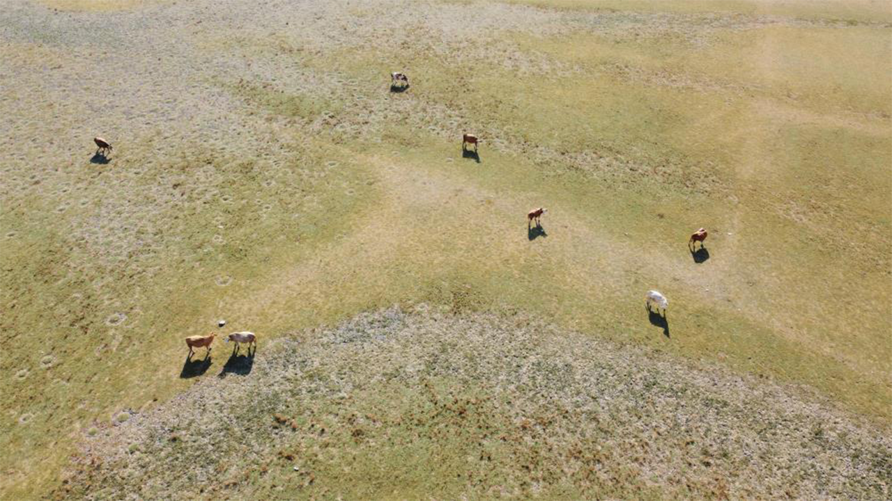 Gelingüllü Dron (3)