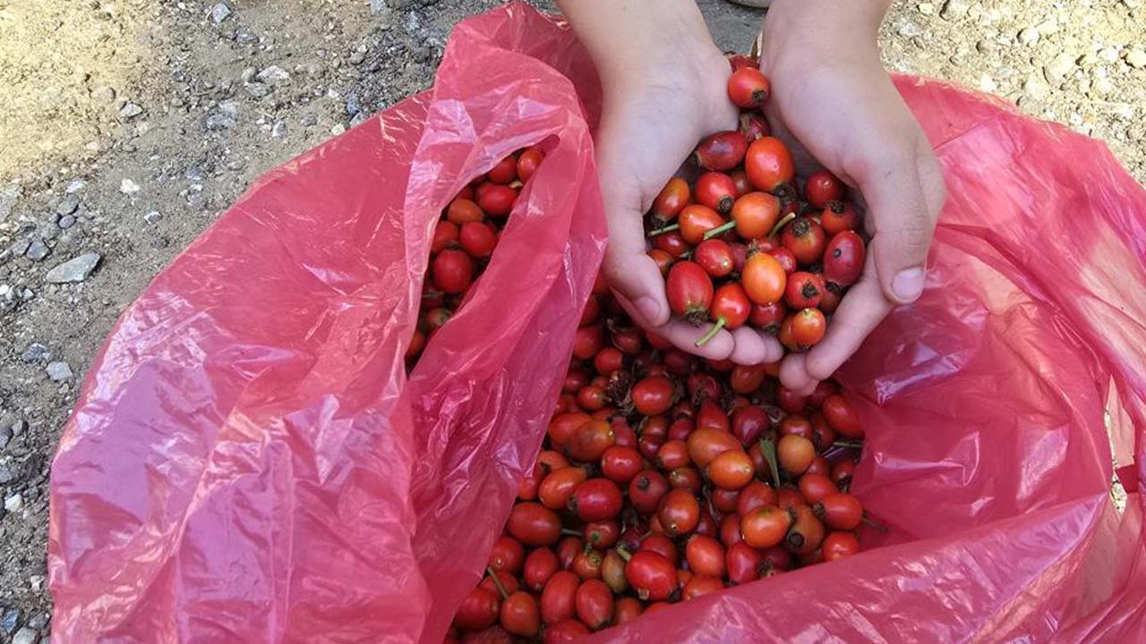 Iha Akdağ Orman Temizlik (5)