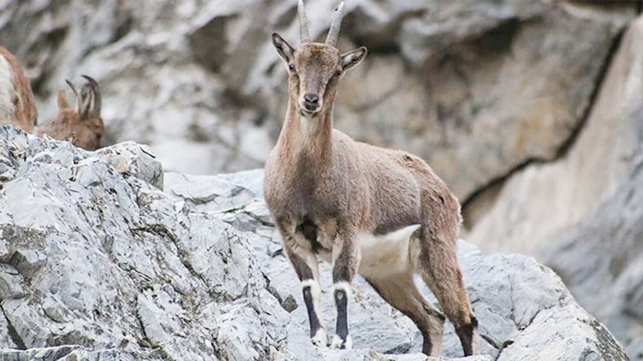 Ilk Meslek Avcılık (3)