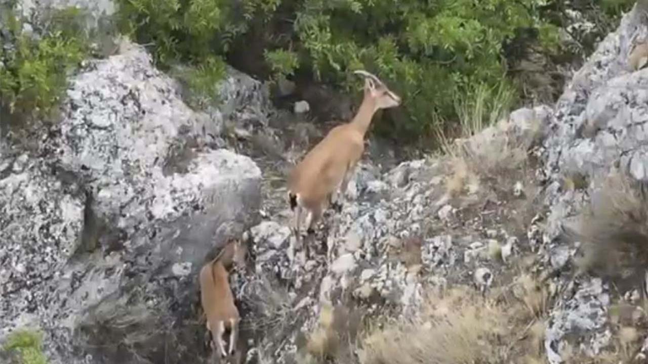 Kazankaya Kanyonu Keçi (2)