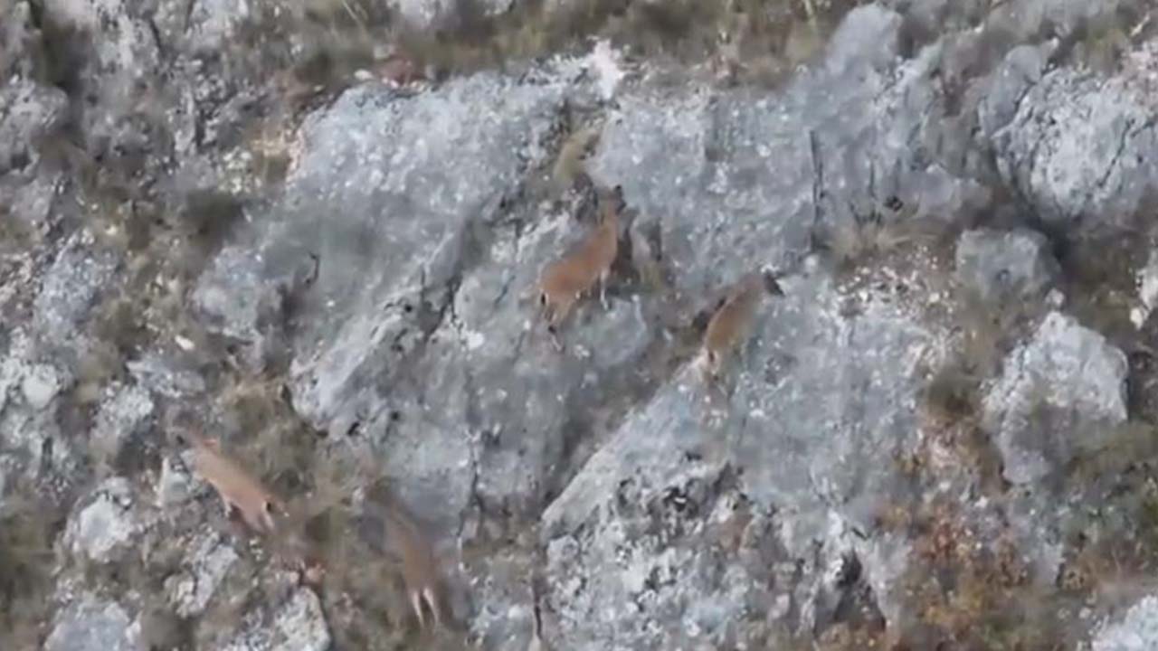 Kazankaya Kanyonu Keçi (3)